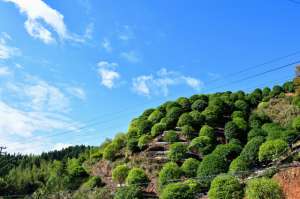 浙江省中药种植基地(乡村振兴在行动丨浙江淳安：借林生金 谱写深绿兴富新篇章)