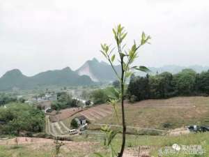 春芽的种植(柑橘幼树施药和抹芽技巧)