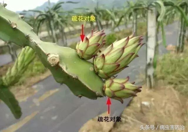 种植火龙果想高产，掌握这些技巧很重要