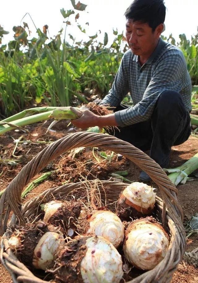 要想芋头种植产量大、品质高、收益好，这些种植管理技巧要知道