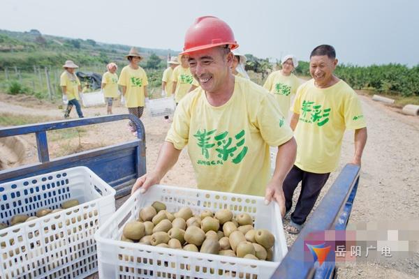 扶贫印记｜岳阳县菁华果业扶贫硕果累累