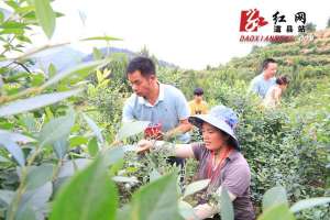 浙江种植蓝莓(道县梅花镇：全县首个50亩金林蓝莓基地开园采摘)