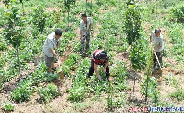 河南南召县崔庄乡：中药材种植成为山区群众“致富宝”