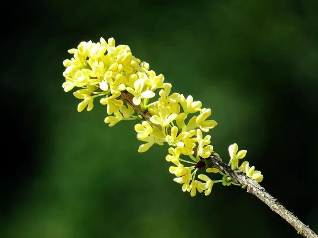 路边一颗桂花树，取根枝条，1月扦插，2年养壮，3年造型