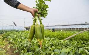 胡萝卜冬季种植(冬季蔬菜种植秘籍)