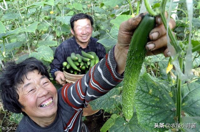 黄瓜种植，如何有效防治靶斑病、霜霉病、细菌性角斑病、炭疽病？