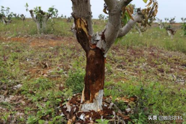 这个除草剂能杀树木、竹子、藤蔓和100多种恶性杂草，持效期4个月