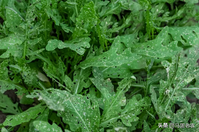 菜农轻易不传的秘诀——芝麻菜的种植方法和注意事项