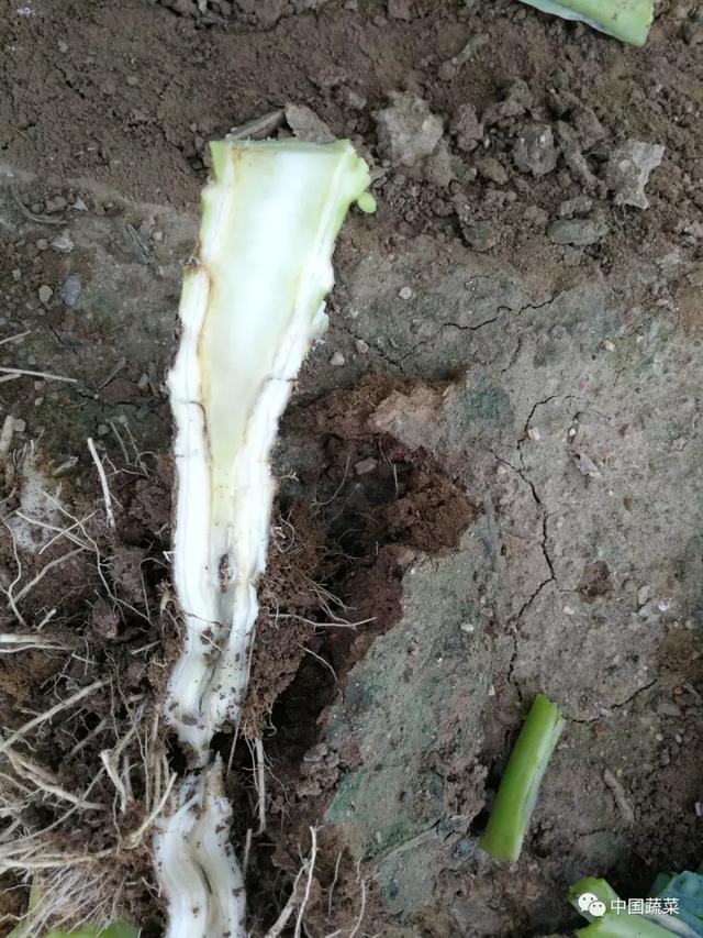 毛花、紫花、僵化小球...早熟松花菜夏季抢早种植问题多