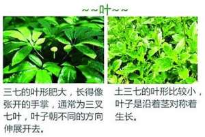 三七种植土壤(自家小院种上“三七”没想到，竟是害人的土三七)