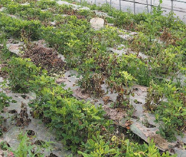 浙江慈溪鲜食花生春节上市关键栽培技术