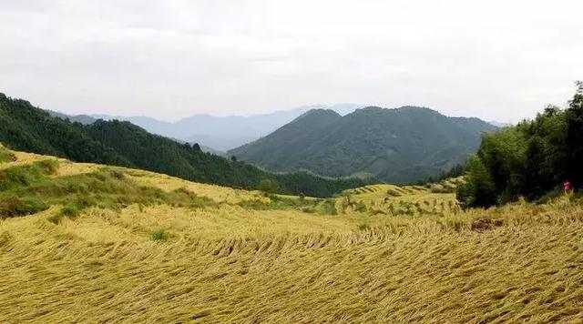 广东水稻种植过程中会有哪些麻烦？