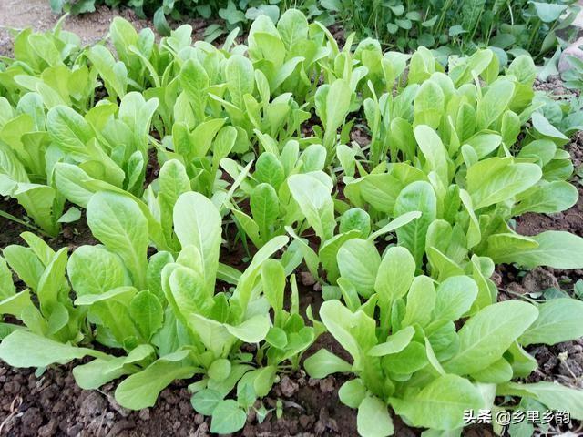 春季如何种植白菜，告诉你这些不容错过管理技术