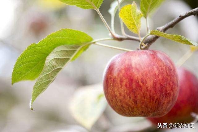 苹果无公害栽培革新，陕北地区无公害苹果种植技术，进来看看