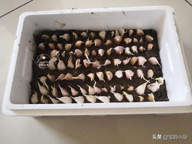 长芽的大蒜别扔，它是个宝，栽成蒜苗吃菜不用买，方法很简单