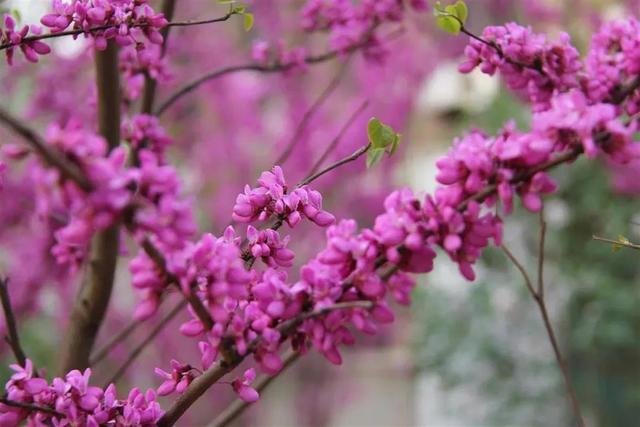 “襄”约春天赏百花，赏花采摘线路赶紧收藏