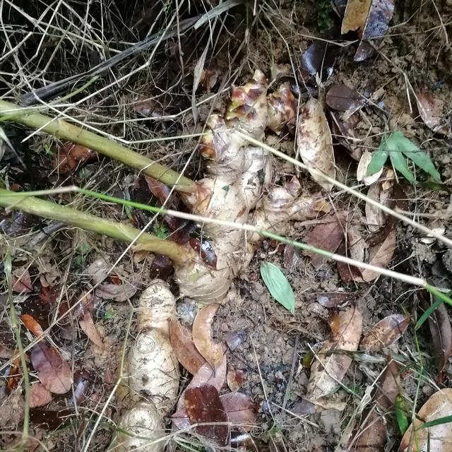 生姜怎么种植才能高产？只要了解它的这些生长习性，你就是行家