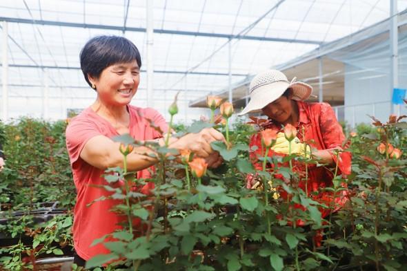 招贤玫瑰产业园：花海种下振兴梦 花香溢满致富路