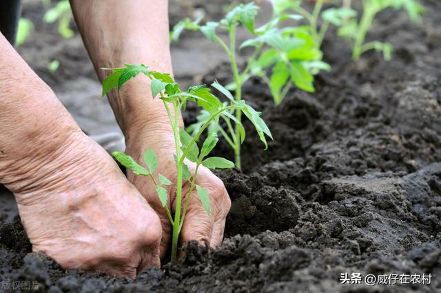 怎么在家种生菜、黄瓜？从种子育芽开始，超详细教程，值得收藏