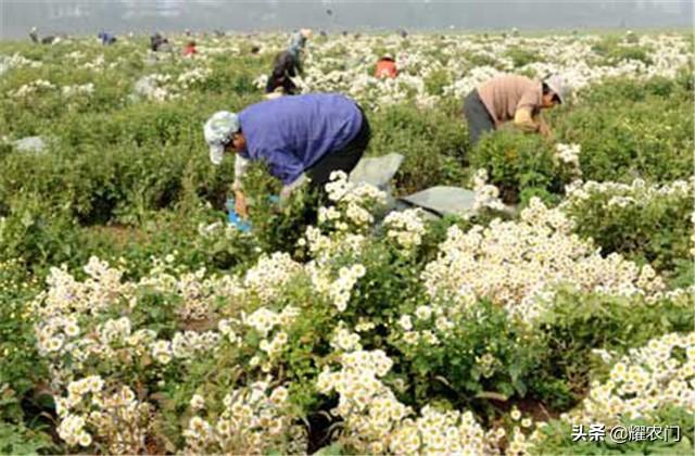 平肝明目的杭白菊能入茶，你知道怎么种植吗？看了不会亏