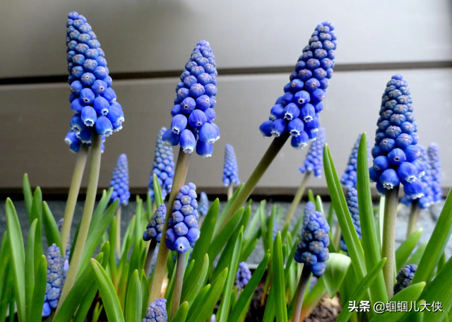 十种象征天空蓝的花草，带你徜徉在宽广无比的蓝色花海中，醉了