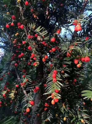 红豆杉种植方法(种植红豆杉的这些技巧，你知道吗)