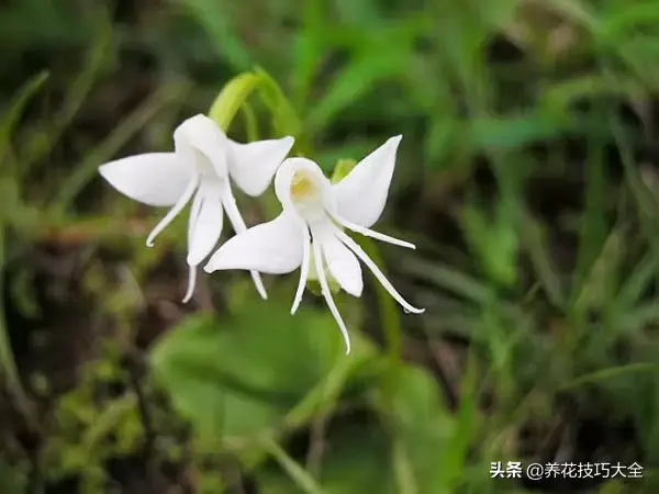 15种长成妖精的奇花异草，见过4种以上就是大神