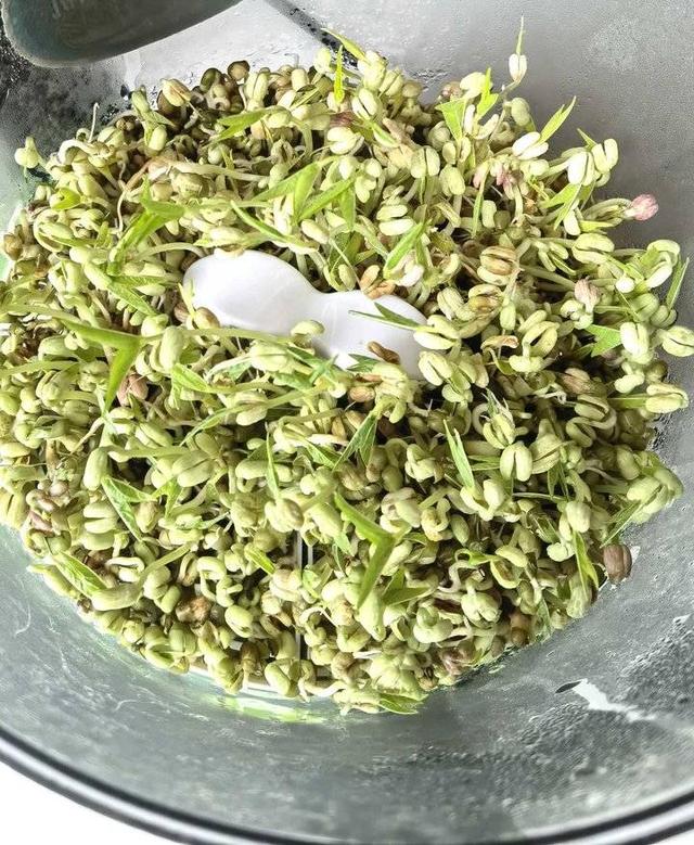 柴昕泽：我的豆芽观察日记