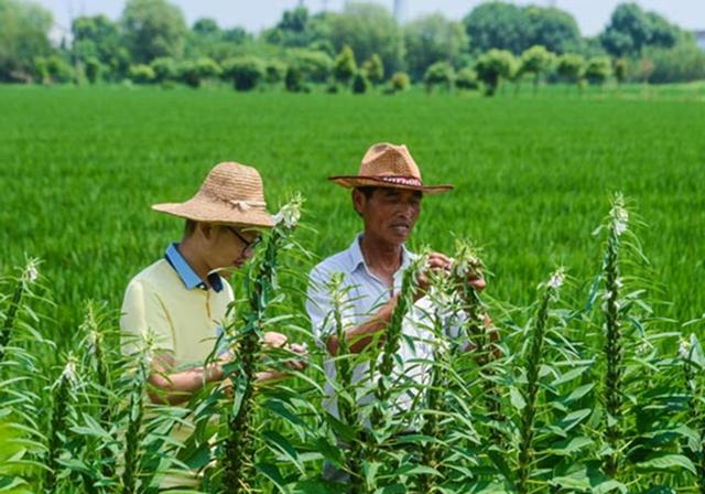 关于芝麻种植，这里有老农总结的高产综合培植技术，快看看