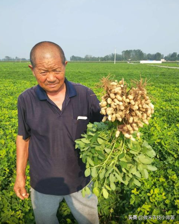 种花生巧施肥，长势好、病害少、果荚多、籽粒饱，增产增收效益好