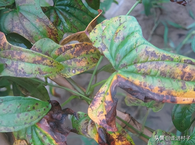 山药种植方法介绍，掌握这些方法和管理技巧，产量高病虫害少