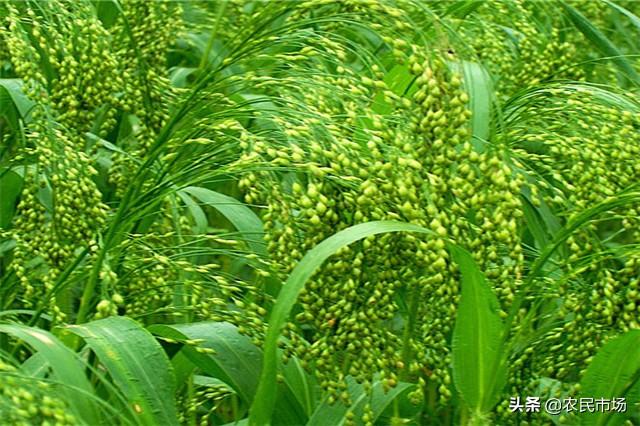 山西大同市山丘区——有机旱作黍子种植技术，种植户多了解