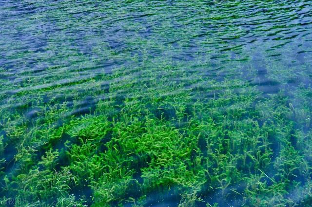 水生植物种子撒水里，沾水就能冒芽吗？