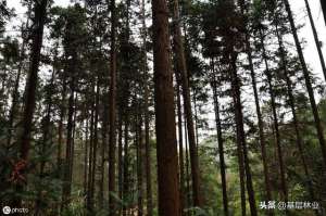 种植杉木经济效益(农村杉木种植趋势分析：易成活、速生丰产、价格稳定、能够采伐)