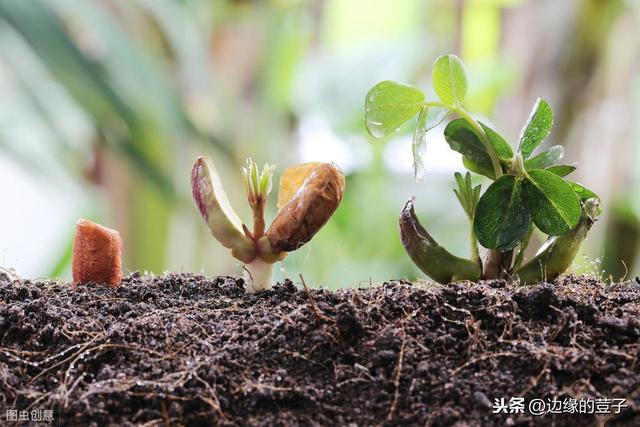 花生种植的全年时间表，从种植到收获，清晰明朗易执行，效果好