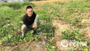 重庆市冬瓜种植基地(璧山小伙大学毕业扎根农村6年，种出“水果冬瓜”带村民致富)