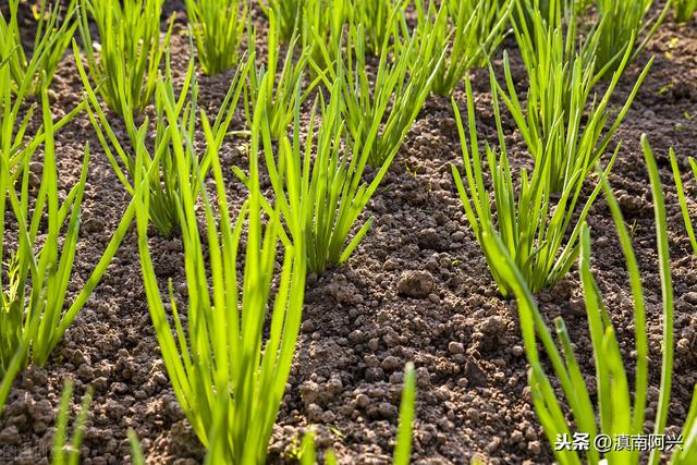 种植韭黄需要什么生长条件？掌握这5种方法，老菜农也会很羡慕你