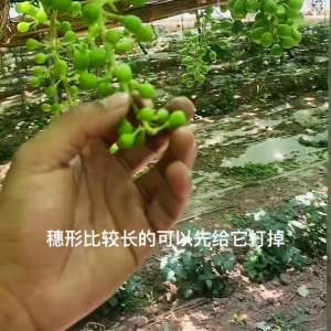 户太葡萄种植管理视频(阳光玫瑰蔬果工人欠缺怎么办#葡萄种植技术)