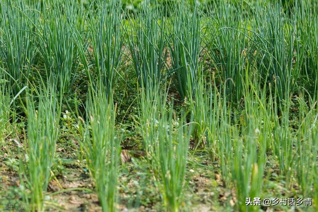 3月份这些蔬菜该种植了？推荐四大类，别再错过了