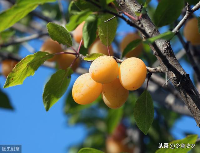 枇杷的栽培技术，下面几点关键做得好，轻松实现果实优质产量高