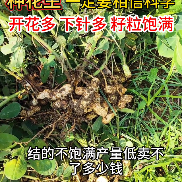 种花生一定要相信科学，记住这个配方，让您家的花生开花多...