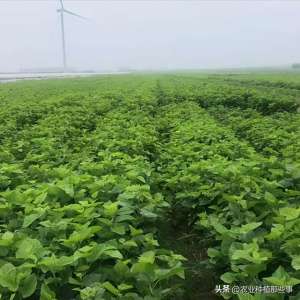 种植桑树苗的最佳季节(桑树种类很多，要根据自己的需要选择合适的品种)