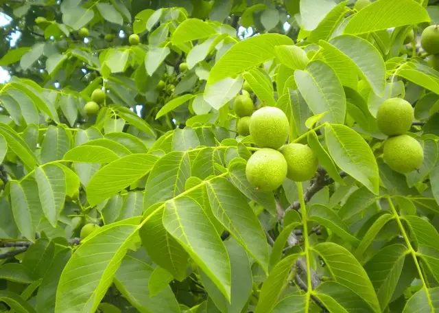 核桃种植项目书(核桃优质高产，要懂得核桃树那点“小心思”，一文细说如何种核桃)