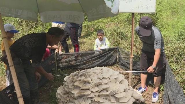 种西瓜却长出一地蘑菇，西瓜还没蘑菇大，惠州女子喜获罕见食用菌