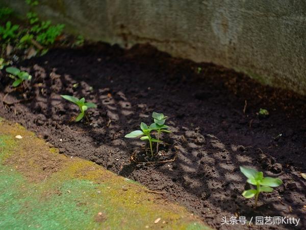 小院种植向日葵全过程实录，送给女朋友最好的礼物！