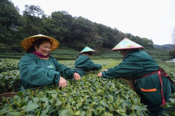 西湖龙井“明前茶”开采