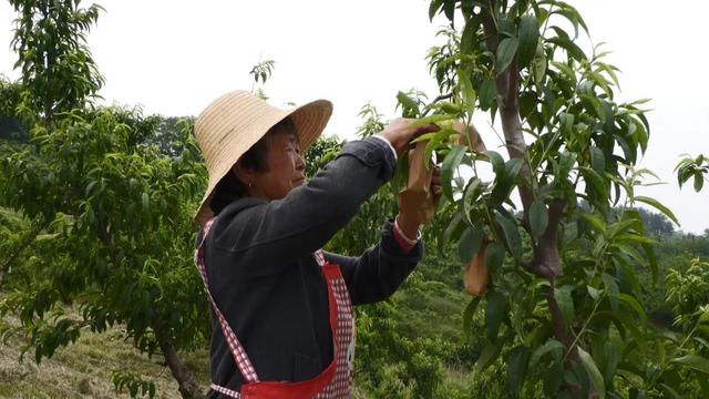 安陆：百亩桃园果香飘 相约六月来摘桃