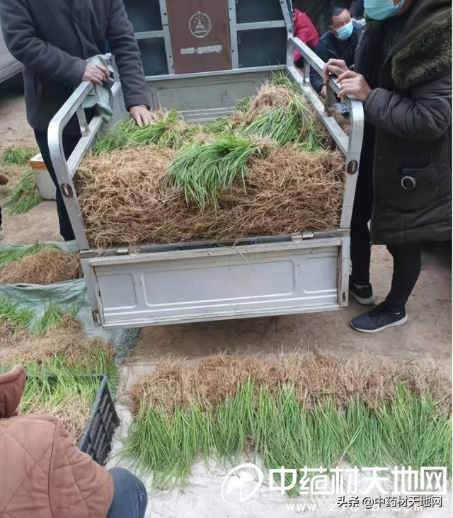 涨价亳知母已进入种植 后市将如何？