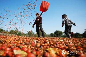 南昌药材种植公司(江西乐安：中药材种植助农致富)