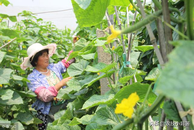 黄瓜种植，如何有效防治靶斑病、霜霉病、细菌性角斑病、炭疽病？